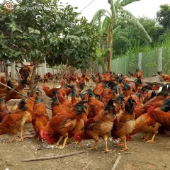 Gà ta lai hậu bị